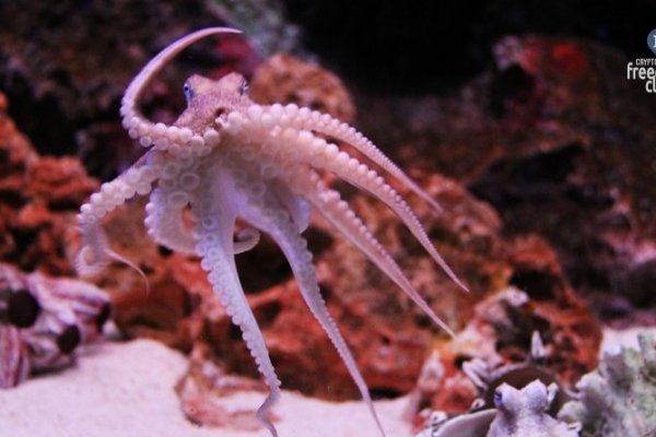 Hydra kraken